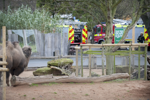 Zoo v Londýně zůstane kvůli požáru uzavřená.