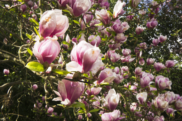Květy šácholanu neboli magnolie. Květy šácholanu neboli magnolie.