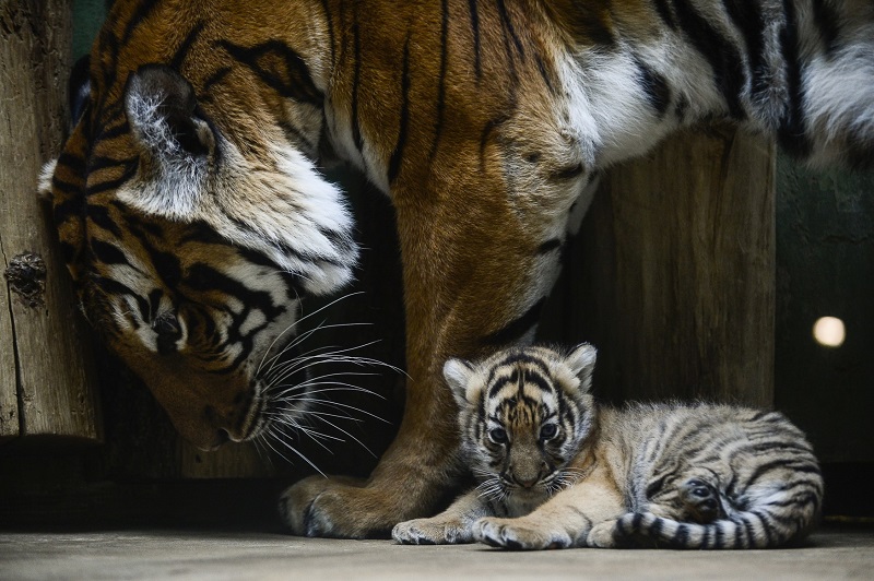 Samice tygra malajského Banya s mládětem v pražské zoo.