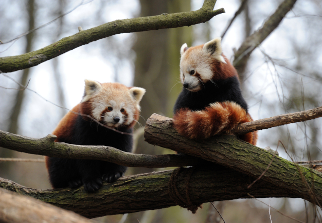 Na snímku pandy červené z chomutovského zooparku.