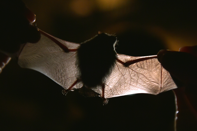 Netopýr pestrý. 