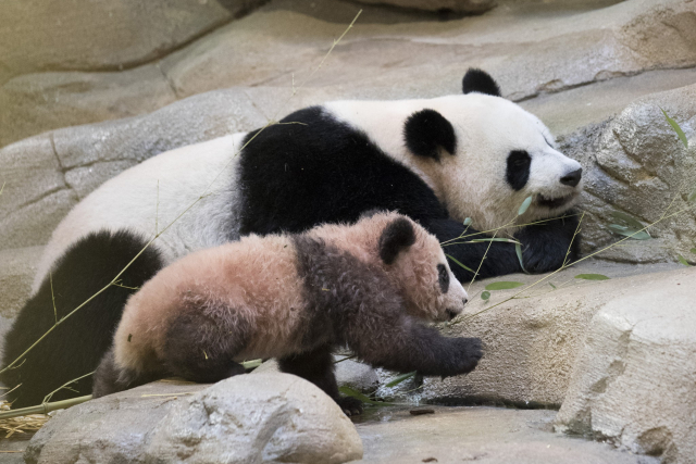 Pětiměsíční Yuan Meng se narodil v zoo Beauval ve střední Francii. Pětiměsíční Yuan Meng se narodil v zoo Beauval ve střední Francii.
