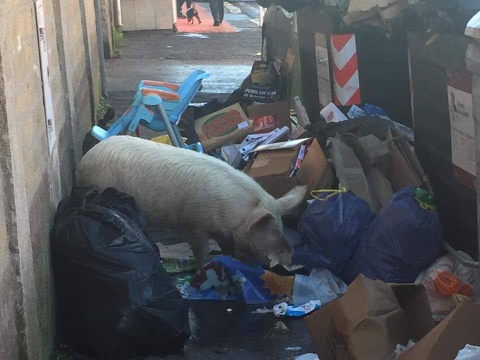 Italský politický svět pobouřila fotografie prasete mezi odpadky. Italský politický svět pobouřila fotografie prasete mezi odpadky.