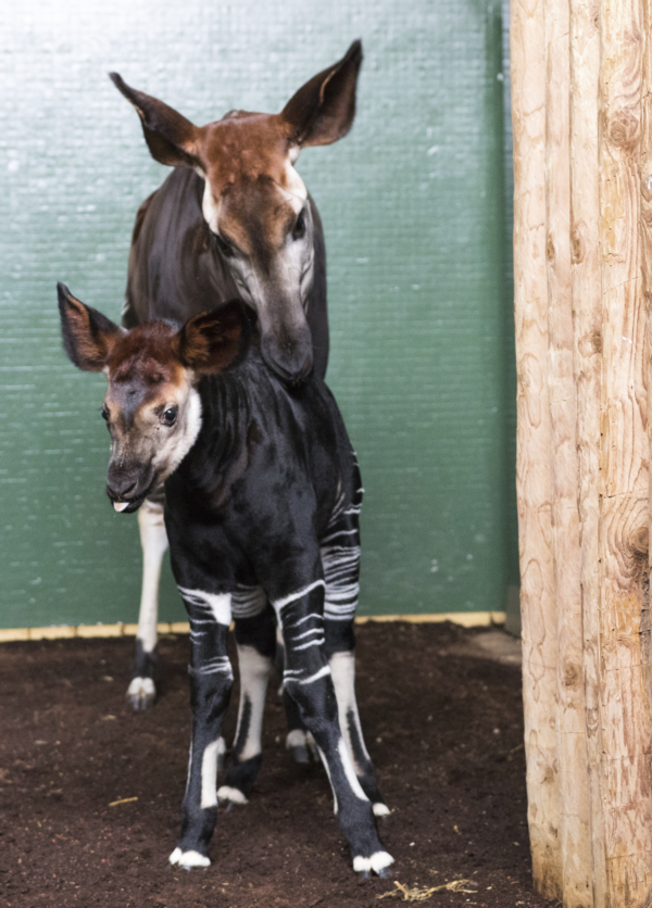 Zoo uvedla, že malé Meghan se daří dobře a její matka Oni se o ní pečlivě stará.