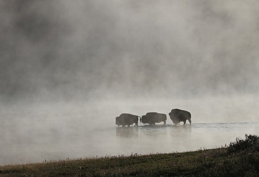 Snímek z Yellowstonského parku. Snímek z Yellowstonského parku.