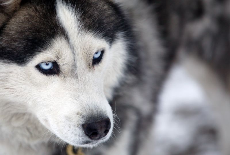 Závody psích spřežení - takzvaný mushing - vyžadují tvrdou přípravu.