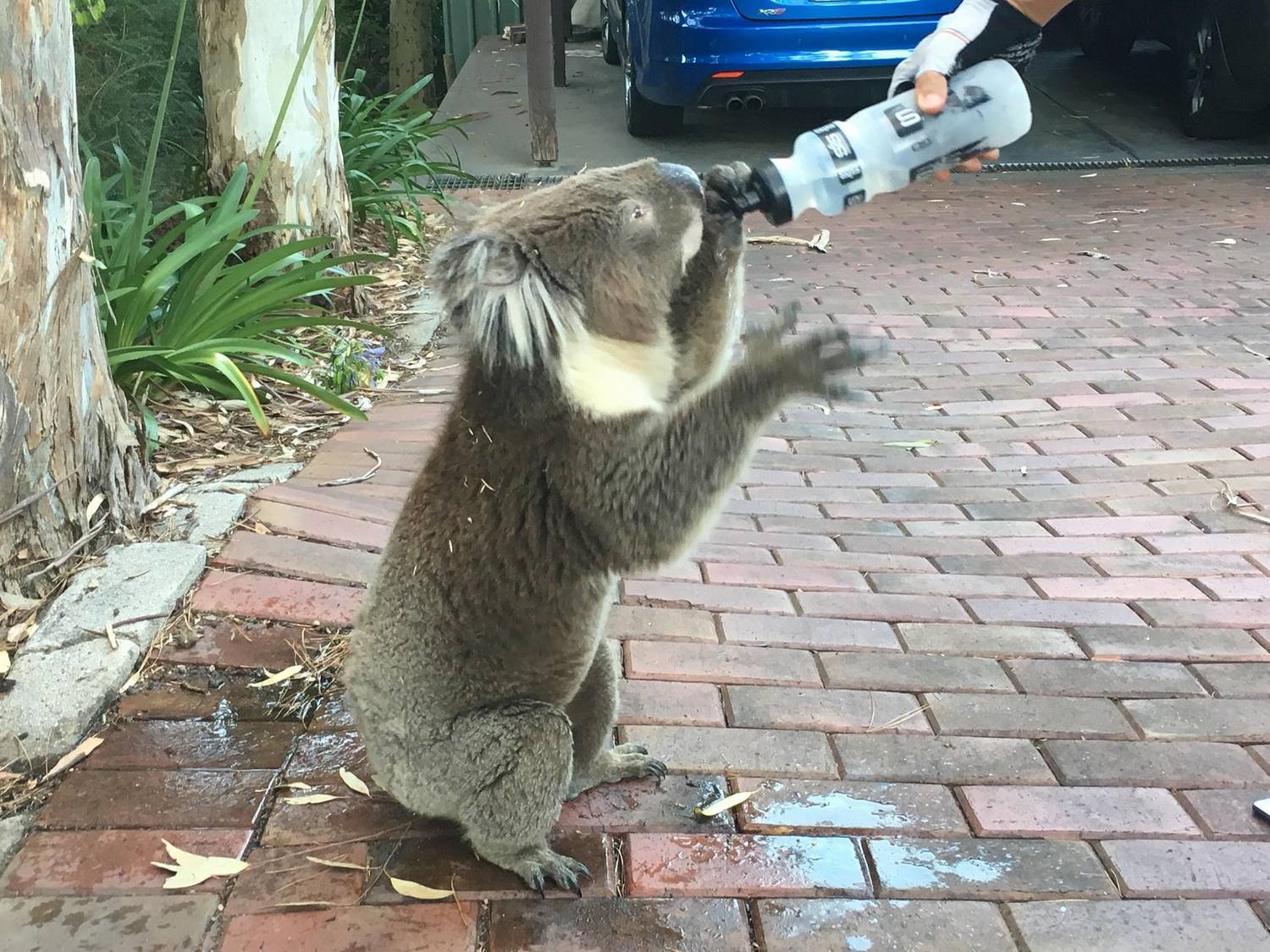 Žíznivý koala vypil cyklistovi celou láhev vody.