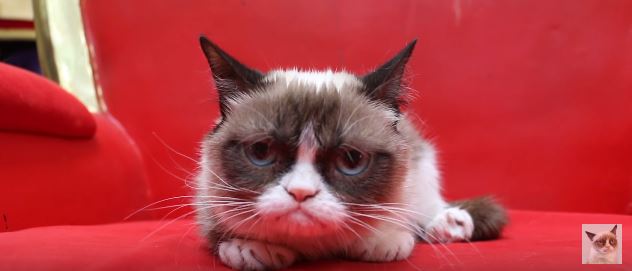 Slavná kočka přezdívaná Grumpy Cat.