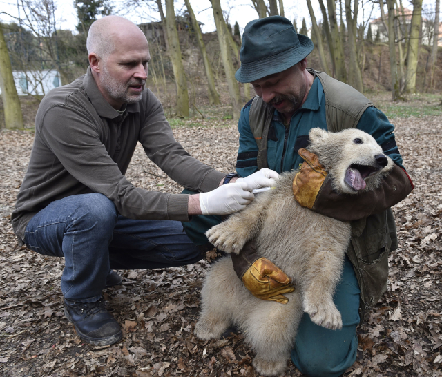 Medvěd lední v brněnské zoo.