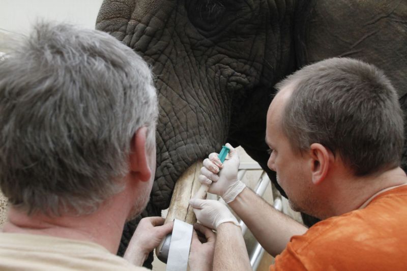 Šestatřicetileté samici slona afrického Saly na obou klech udělaly hluboké praskliny. Šestatřicetileté samici slona afrického Saly na obou klech udělaly hluboké praskliny.