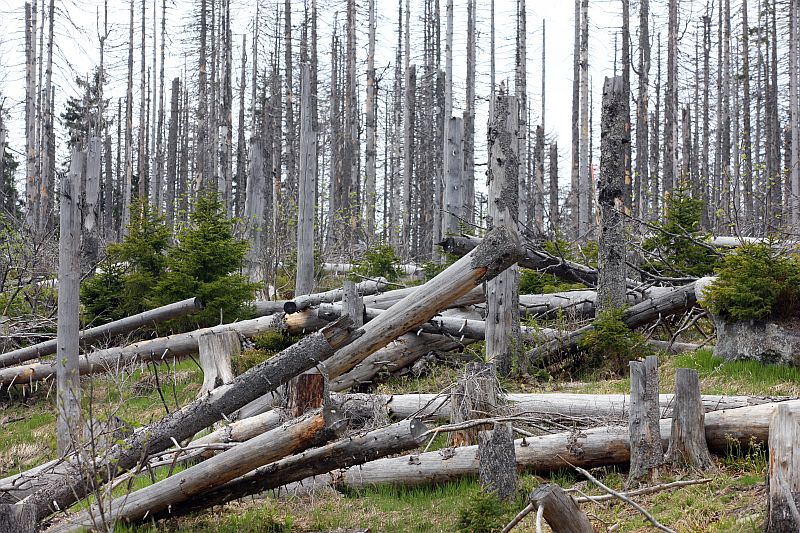  V současnosti tvoří smrk 52 procent lesů, avšak větší sucho, častější silný vítr a další průvodní jevy klimatických změn mají na smrkové porosty až devastující účinky. Zkázu často dokoná kůrovec (ilustrační foto).