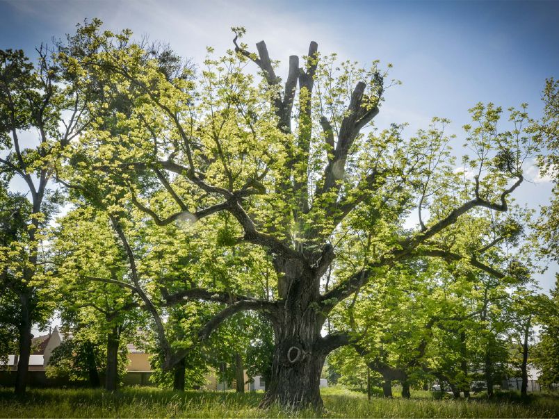 Zhruba 230 let starý ořešák černý z Kvasic na Kroměřížsku.