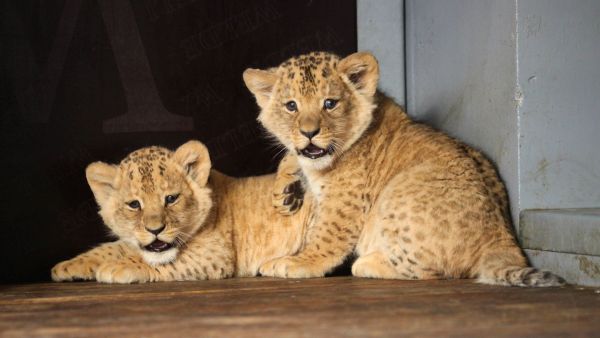 Lvíčata narozená v brněnské zoo.