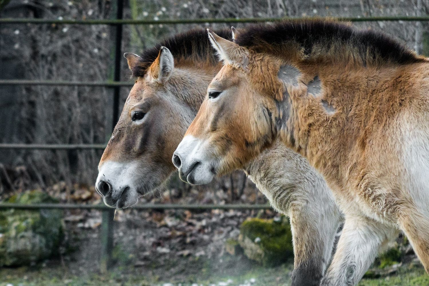 Klisny koně Převalského přicestovaly do pražské zoo z Finska.