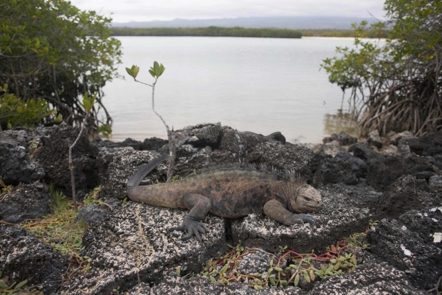 V zálivu Tortuga na ostrově Santa Cruz se černí leguáni s prehistorickými hřebeny vyhřívají na slunci.