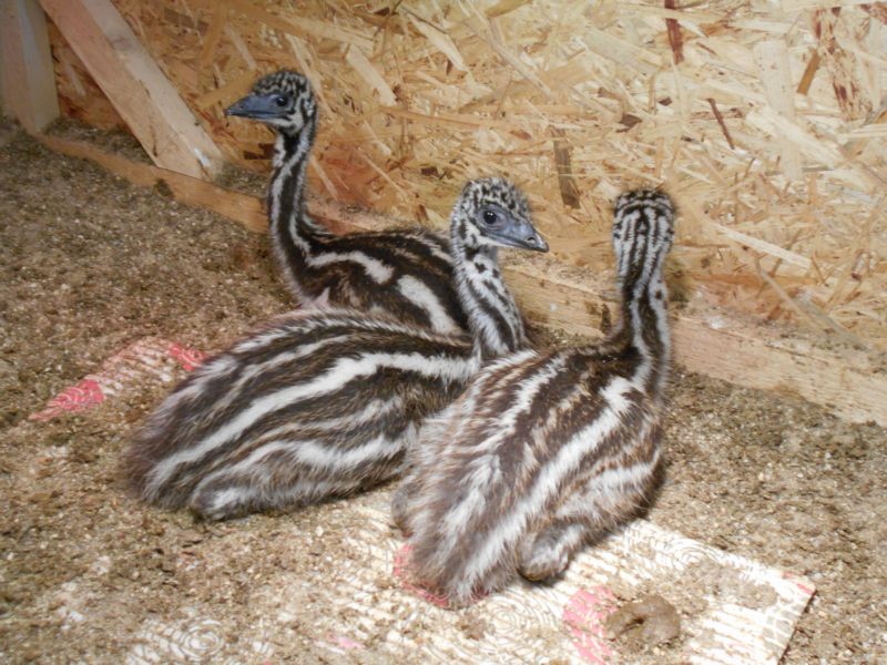 Mláďata emu hnědého.
