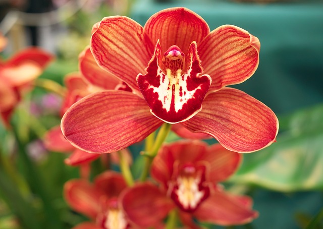 Pražská botanická zahrada má ve svých sbírkách asi 2200 druhů orchidejí.