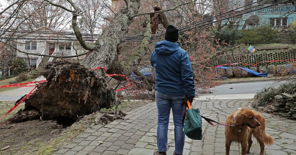 Padající stromy zabily během bouře v USA osm lidí. Padající stromy zabily během bouře v USA osm lidí.