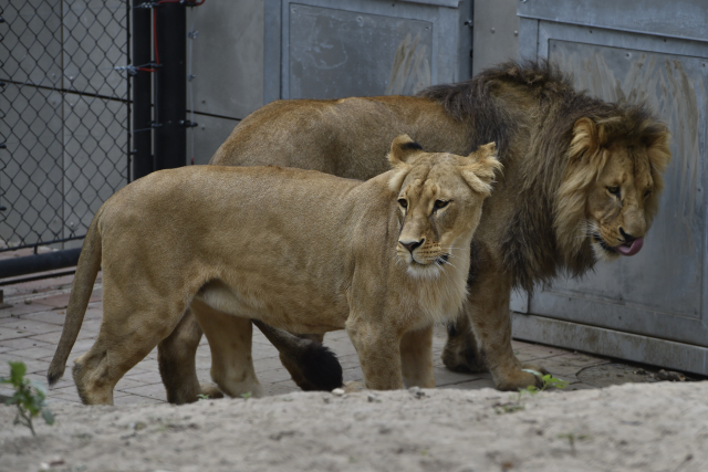 Lev Lolek a lvice Kivu v brněnské zoo.