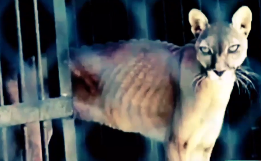 Lvi, tygři a další zvířata trpí ve venezuelské zoo hladem.