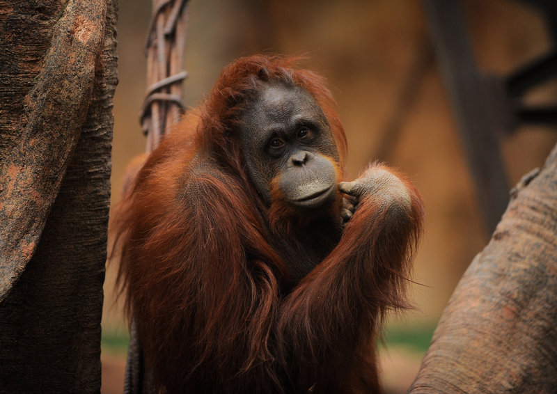 Orangutan (ilustrační foto). Orangutan (ilustrační foto).