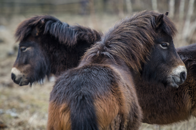 Exmoorský pony.