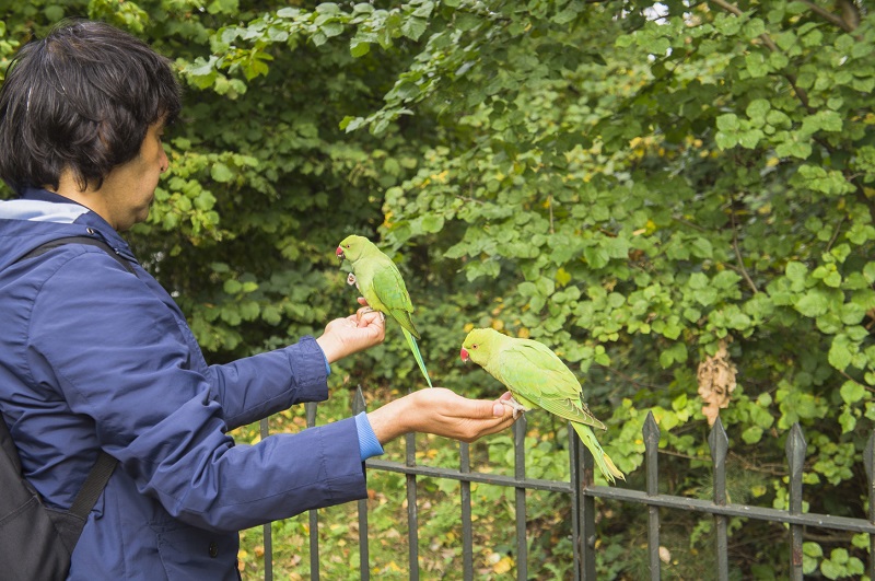 Muž krmí z ruky volně žijící papoušky alexandry malé, Psittacula krameri, v parku Kensington Gardens, Londýn.