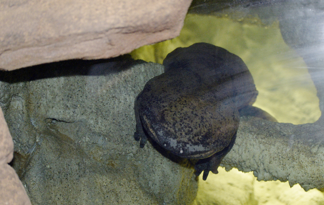 mezi kriticky ohrožené druhy, které Zoo Praha chová, patří i velemlok čínský.