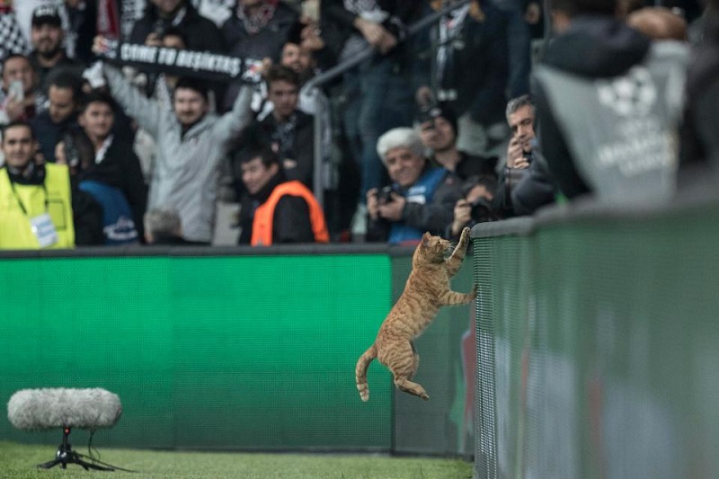 V tureckém Besiktasi vtrhla během utkání Ligy mistrů na hřiště kočka.