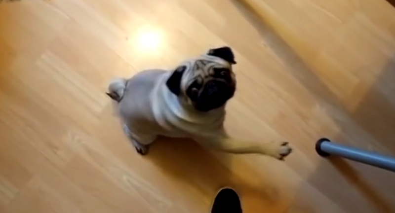 Mops zvedal pravou packu. 