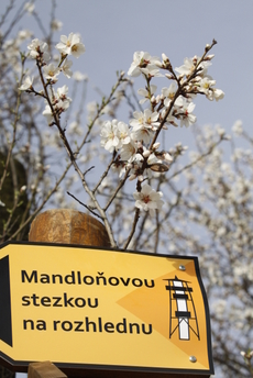 Slavnosti mandloní a vína se konají v Hustopečích.