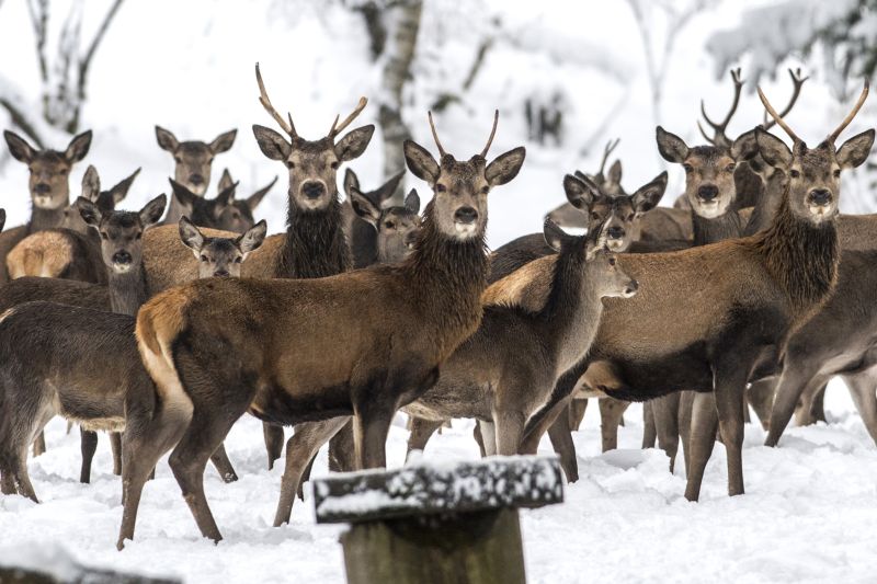 Šumavský park zakáže na části svého území lov jelenů (ilustrační foto).