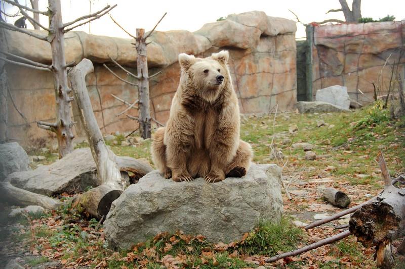 Medvěd plavý v Zoo Hluboká nad Vltavou.