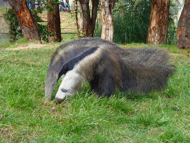 Mravenečník.