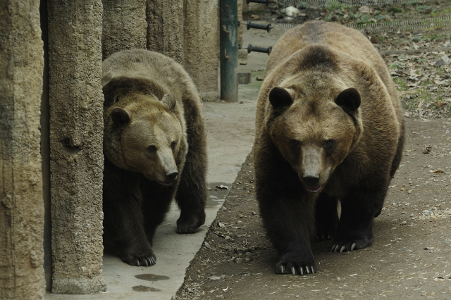 Medvědi v plzeňské zoo prospali své narozeniny, nejstaršímu bylo 37 let.