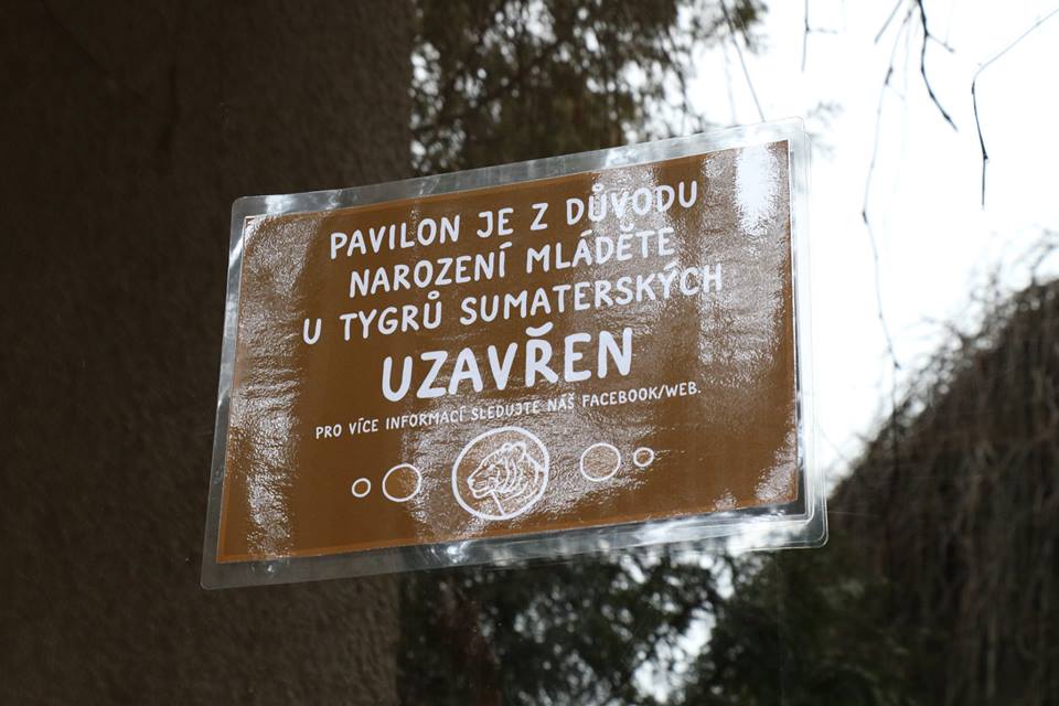 V jihlavské zoo se narodilo tygří mládě.