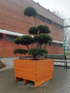 Bonsaje v ostravských sklenících.