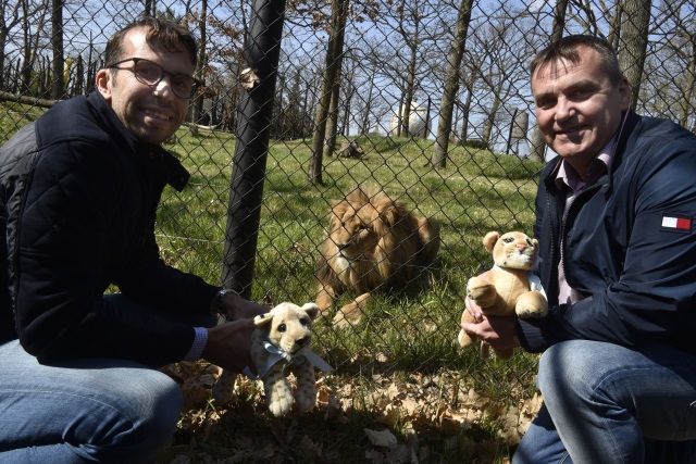 Bývalý tenista Radek Štěpánek (vlevo) se 8. dubna 2018 stal kmotrem dvou mláďat lva konžského v brněnské zoologické zahradě. Samečkovi vybral jméno Akashinga, samičce vybírali jméno lidé, sešlo se 2000 hlasů a vybrali jméno Anoona. Mláďata se narodila na sklonku loňského roku 29. prosince. Vpravo na snímku je primátor Brna Petr Vokřál, uprostřed je otec lvíčat.