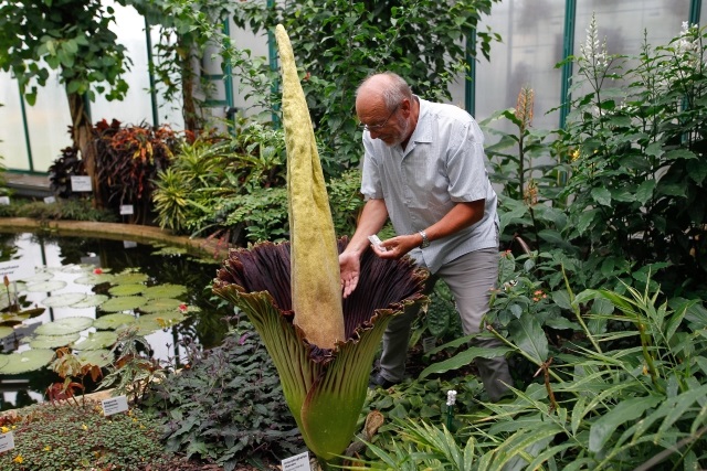 V liberecké botanické zahradě rozkvetl 8. července po třech letech zmijovec titánský, květenství má na výšku přes 1,6 metru. Na snímku ho opyluje ředitel botanické zahrady Miroslav Studnička.
