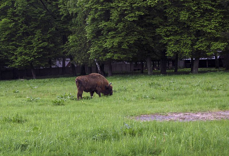 V polském Bělověžském pralese žijí stovky zubrů evropských. V polském Bělověžském pralese žijí stovky zubrů evropských.