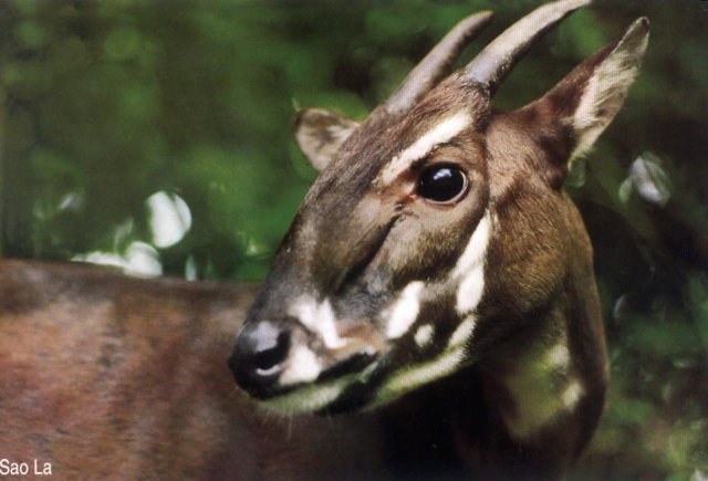 Lidé v Zoo Zlín mohou podpořit třeba kriticky ohrožený druh kopytníka saolu. Lidé v Zoo Zlín mohou podpořit třeba kriticky ohrožený druh kopytníka saolu.