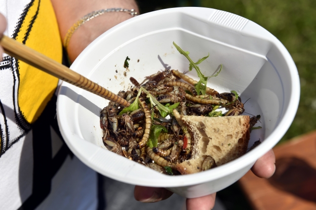 Extreme Food Festival, Brno.