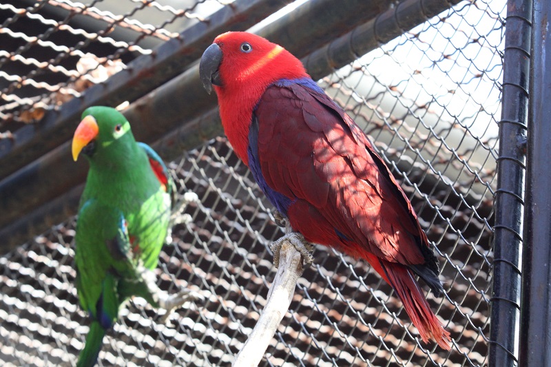 Papoušek Eclectus roratus