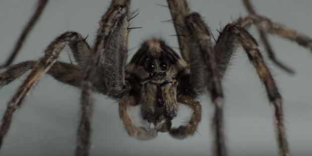 Kambodžské tarantule ohrožují i labužníci.