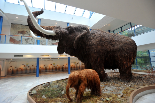 Mamut v Moravském zemském muzeu. Mamut v Moravském zemském muzeu.
