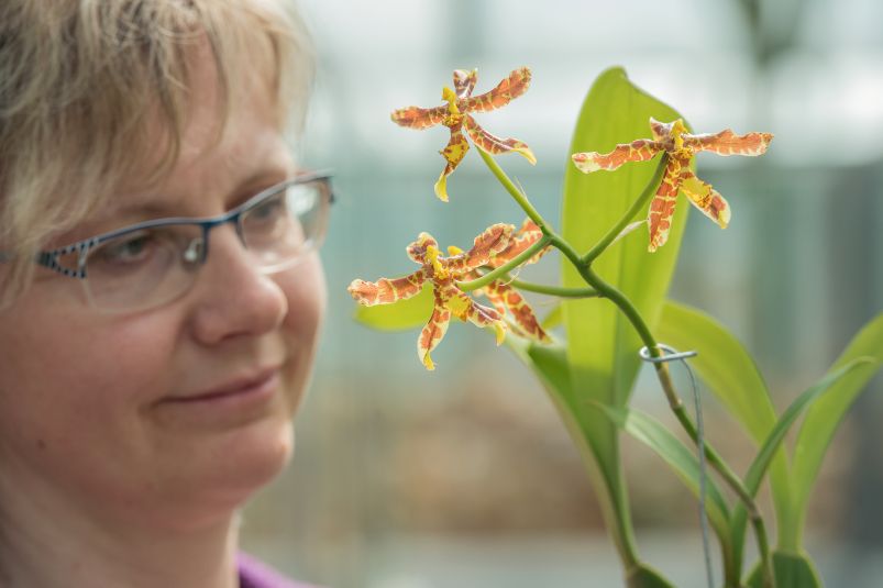 Unikát. V botanické zahradě prvně kvete vzácná orchidej.