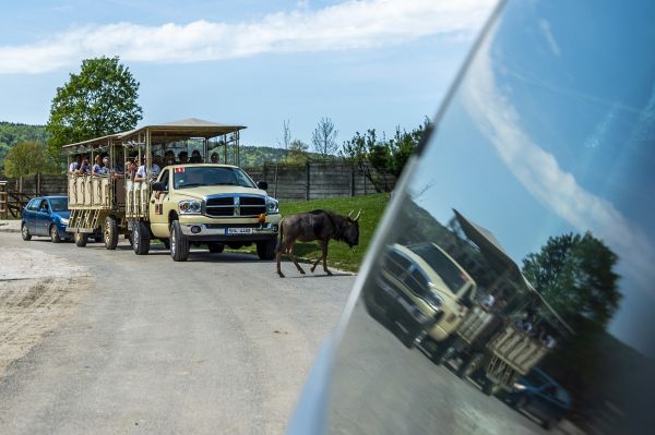 V areálech safari návštěvníci mají možnost projíždět vlastním autem mezi volně žijícími zvířaty.
