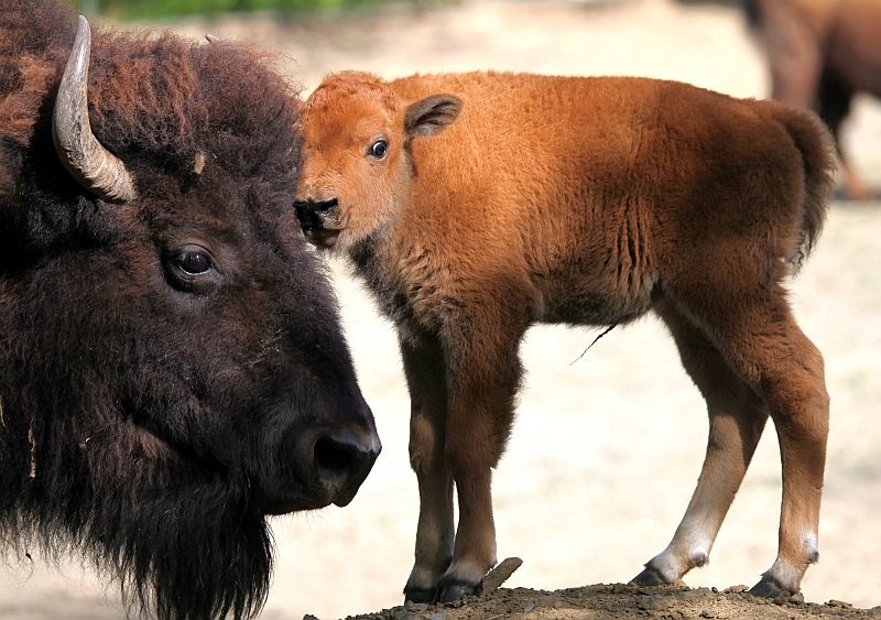 Bizonům z brněnské zoo se 20. dubna 2018 narodilo mládě, je to samička. Stádo ve výběhu u indiánské vesnice tak nyní čítá šest kusů. Nový přírůstek dostal jméno Kotletka.