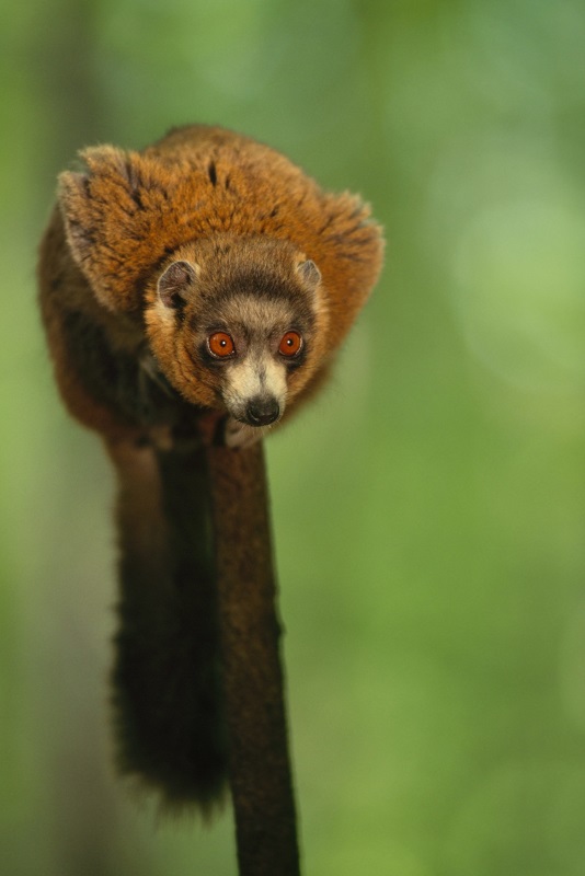 Lemur mongoz.