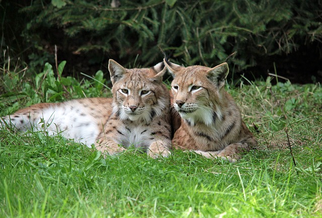 Do projektu 3Lynx se kromě Česka zapojí i Německo a Rakousko (ilustrační foto).